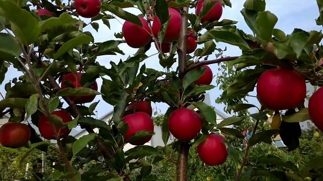 Урожай яблук сорту Гала смотреть онлайн