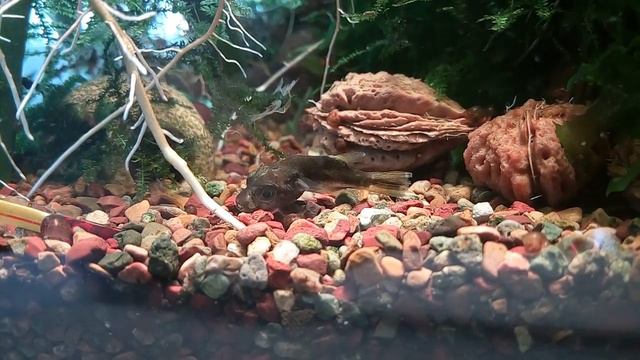 Больной тетрадон Ч.1. смотреть онлайн