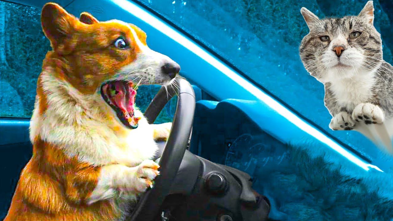 ААА!!! У МЕНЯ НЕТ ПРАВ!! Лютые приколы с корги! (Корги Коржик) Говорящая собака смотреть онлайн