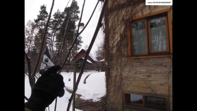 ОБРЕЗКА молодой СЛИВЫ. смотреть онлайн