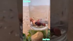 Морские обитатели