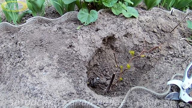 Как обрезать виноград весной для начинающих на 2 год.Как правильно формировать виноград смотреть онлайн