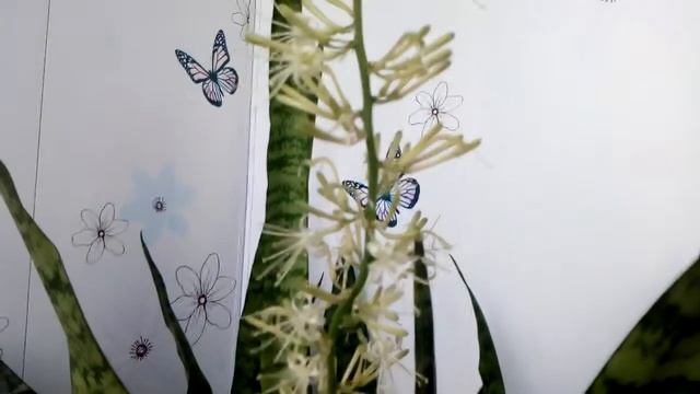 "Щучий хвост" цветет в домашних условиях. смотреть онлайн