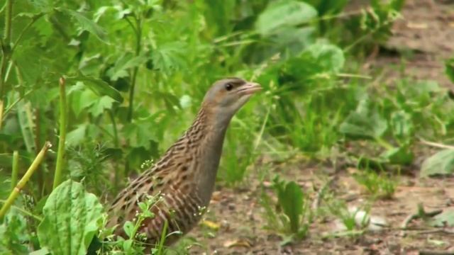 Коростель - Crex crex смотреть онлайн