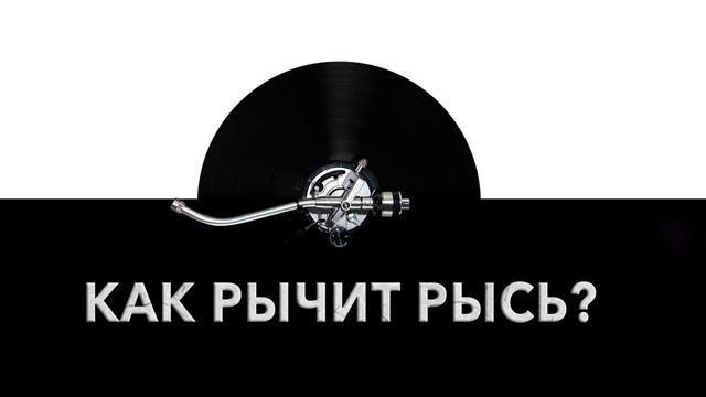 Как рычит рысь? ? Звук рычащей рыси и какие звуки издает рысь