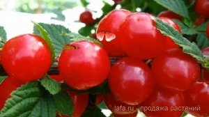 Вишня войлочная (prunus tomentosa) ? войлочная вишня обзор: как сажать, саженцы вишни