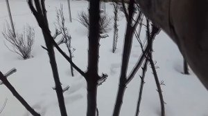 ОБРЕЗКА КОЛОНОВИДНЫХ ЯБЛОНЬ.