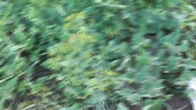 Сравнение грядок арбузов, пострадавших от града(1 грядка) и нет(2). смотреть онлайн