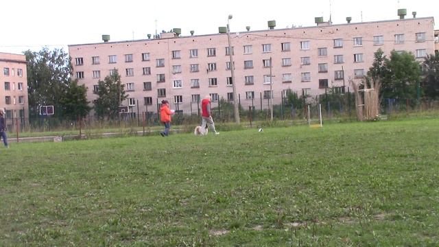 Васильева Екатерина папийон Valentino Kristaliniai Angeliukai Обидиенс-1 02.09.17 смотреть онлайн