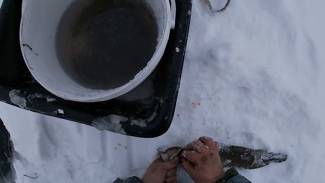 Рыбалка в снегопад \ Часть 1 \ Начало радует \ 16.12.20 смотреть онлайн