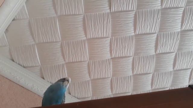 Попугайчик учится разговаривать. Кирюша птичка. смотреть онлайн