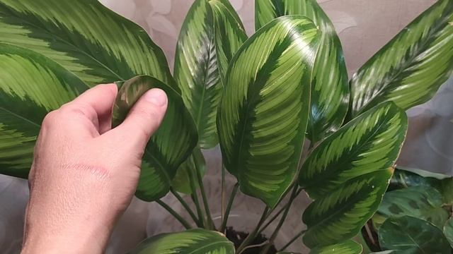 КАЛАТЕИ и МАРАНТЫ.Часть 1.