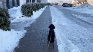 ПРОГУЛКА ДВУХ ПУДЕЛЕЙ?той пудель и карликовый пудель ?