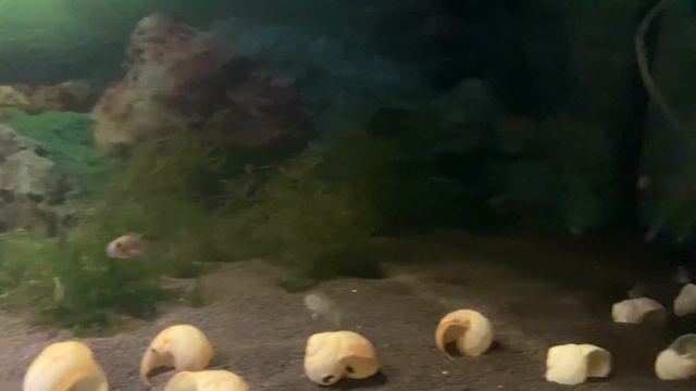 Первые потери и первый нерест рыб! смотреть онлайн