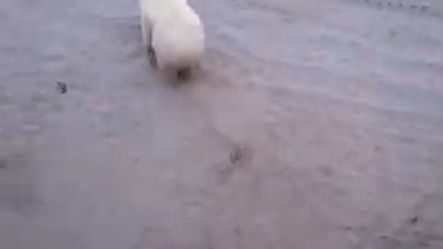 МЕДВЕДЬ ЗАГНАЛ НА КРЫШУ смотреть онлайн