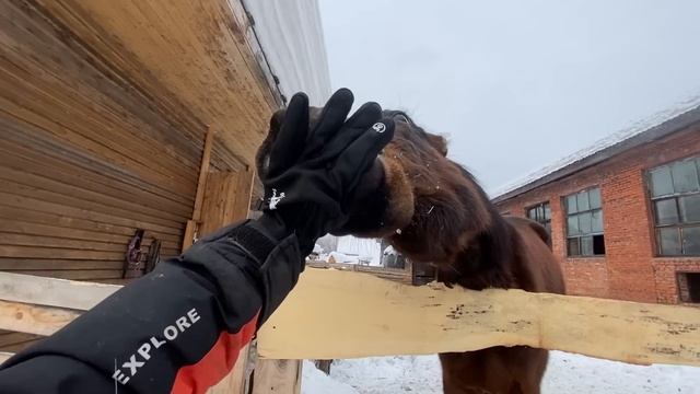 Правда или Действие В КОНЮШНЕ // Конная Версия смотреть онлайн