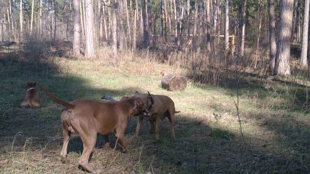 Палочка смотреть онлайн