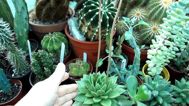 My Echeveria agavoides Succulent Plant in beautiful flower Spike смотреть онлайн