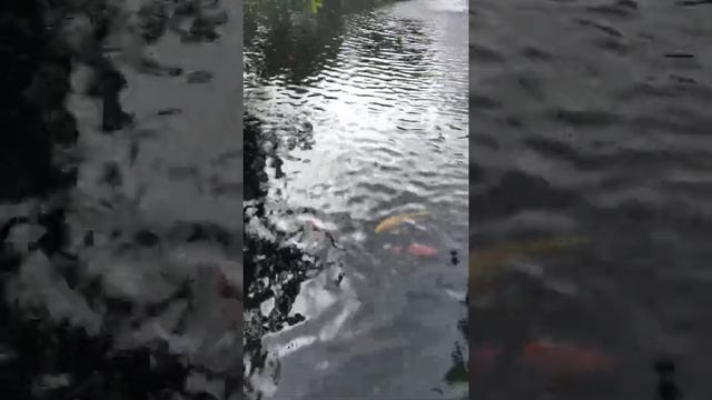At The Miami Beach Botanical Garden ? ? смотреть онлайн