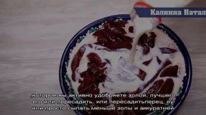 Какие растения нельзя удобрять золой. Не останьтесь без урожая