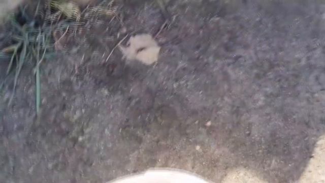 ??? Вылавливаю малька из биоплато Сливаю воду Выпускаю малька в пруд смотреть онлайн