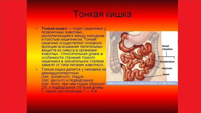 Пищеварение в желудке и кишечнике смотреть онлайн