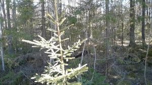 Живая изгородь - ёлочная  аллея. Как посадить ель из леса.