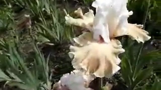 ИРИСЫ   сорта для НЕЖНЫХ СЕРДЕЦ!IRIS