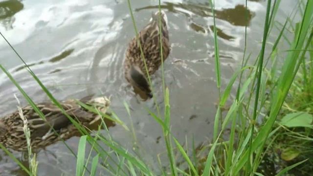 Ручные утки едят печенье смотреть онлайн