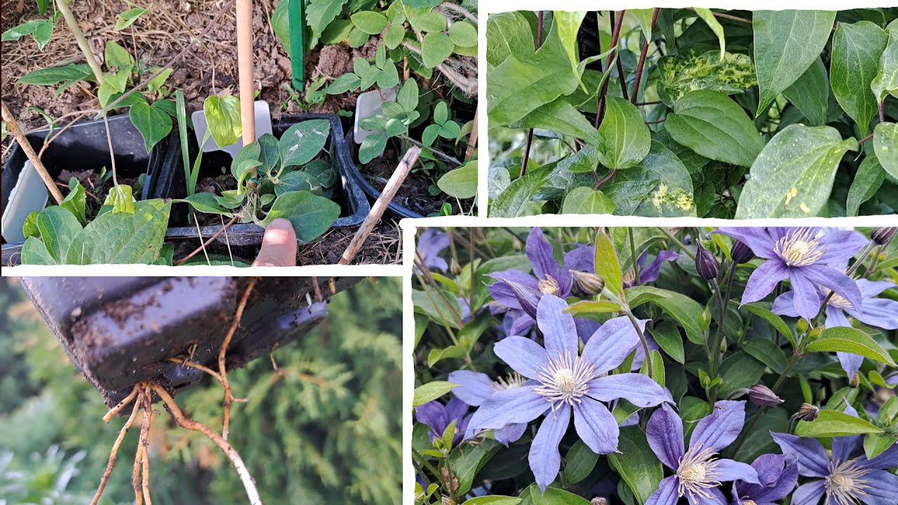 Передержка молодых клематисов. И на листьях клематисов вирус или не вирус?!