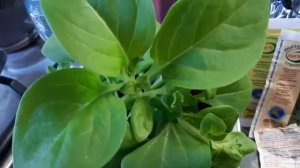 Черенкую ПЕТУНИЮ ЛИМБО F1.