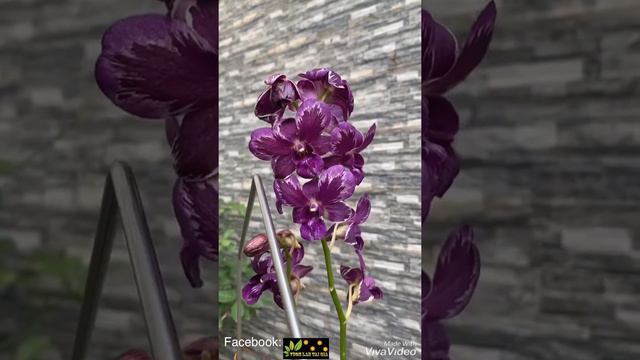 Dendro Tia Chớp Burana Blue Star смотреть онлайн