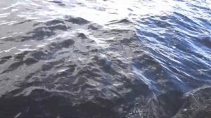 Рыбалка на Верхне-Волжских озерах \ Озеро Стерж / Рыбалка на Стерже
