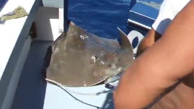 Conrad's Massive Stingray смотреть онлайн