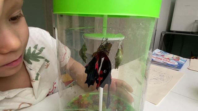 Тропические бабочки дома. Бабочкарий и рождение бабочек. Россия 2022 смотреть онлайн