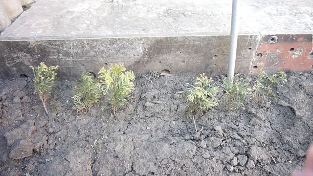 Туя спустя год после разведения путем черенкования своими руками смотреть онлайн