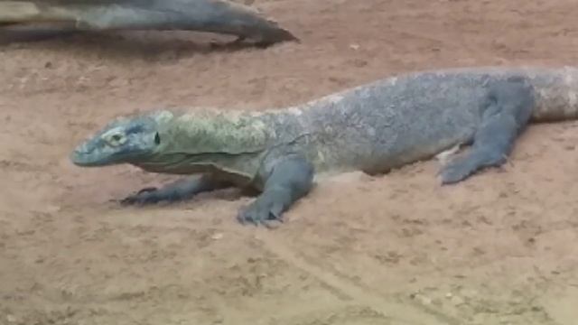 Зоологический парк Сафари (16.03.2019). Комодские вараны. Часть 3. Молодой комодский варан смотреть онлайн