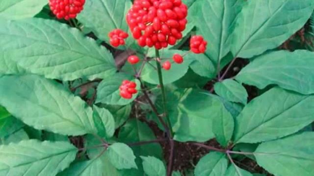 маска mond sub смотреть онлайн