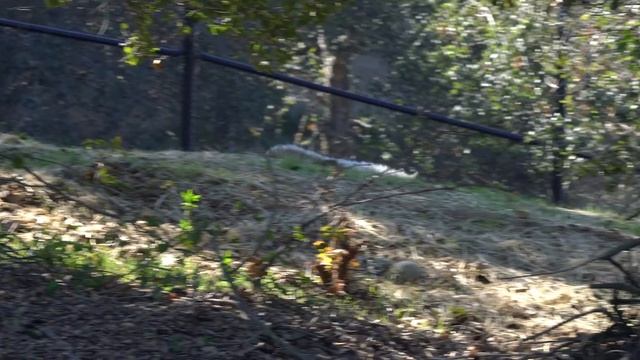Wolves at Oakland Zoo смотреть онлайн