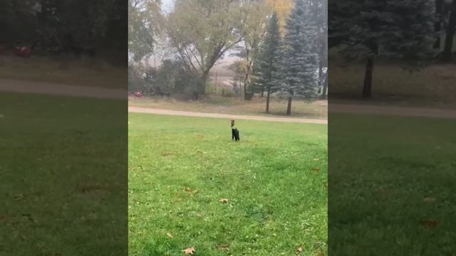 BEST Funny Cat Videos? Funny Animal Videos - Funny Animals For Jule 2022