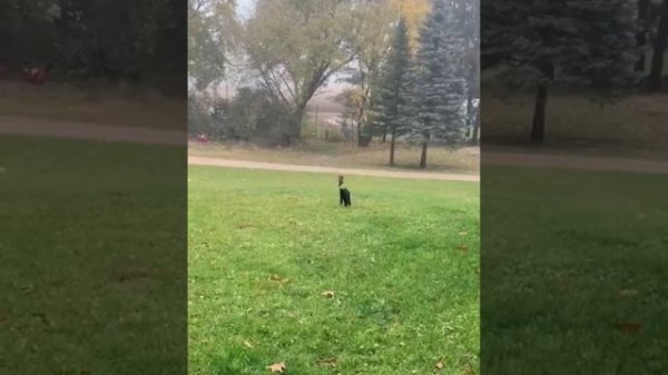 BEST Funny cat videos? Funny animal videos - Funny animals for Jule 2022