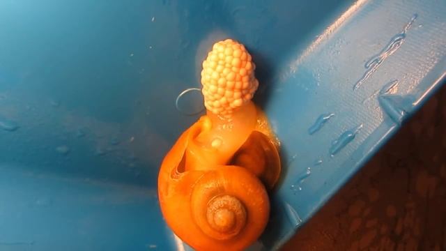 Улитка ампулярия откладывает яйца (кладка). Аквариум. смотреть онлайн