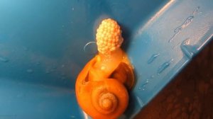 Улитка ампулярия откладывает яйца (кладка). Аквариум.