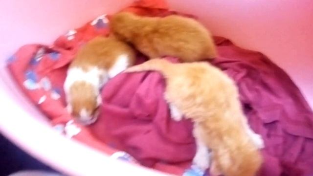 ВЫТАЩИЛИ ИЗ МУСОРКИ КОТЯТ. КОРМИМ КОТЯТ ПИПЕТКОЙ смотреть онлайн