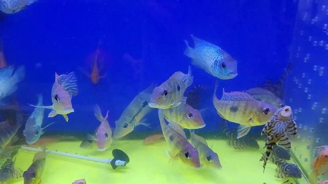 Староконный рынок Одесса. Птичий Рынок. Продажа Птицы, Аквариумные Рыбки смотреть онлайн