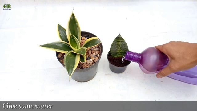 Snake plant or Sansevieria propagation in soil by leaf cutting (with update) смотреть онлайн