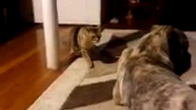 Another Cat vs. Dog (Bengal and Mastiff) смотреть онлайн
