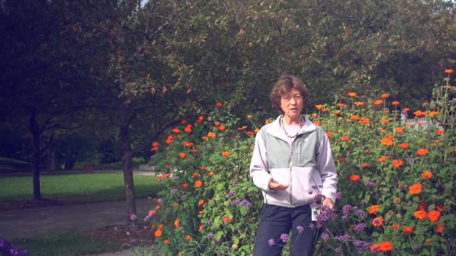 Tall Verbena смотреть онлайн