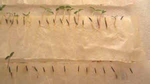 Бархатцы! Семена... где верх, где низ? Посев семян на рассаду в улитки!