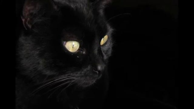 кошки кошачье дыхание смотреть онлайн